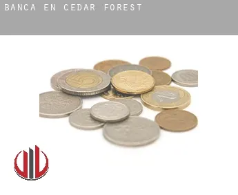 Banca en  Cedar Forest